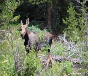 MontanaMoose2013 014